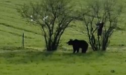 Çanakkale’de köy yoluna inen ayı cep telefonu kamerasına yansıdı