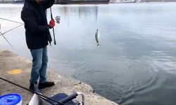 İskelede palamut bereketi