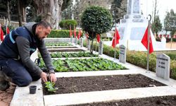 Kocaeli'de şehitliklerde bakım ve çiçeklendirme çalışması