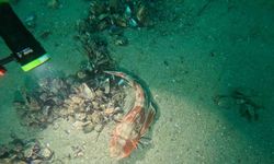 Marmara Denizi’nin ekolojik yapısı mercek altında