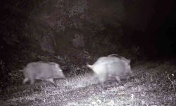 Tekirdağ'da fotokapana domuz sürüsü takıldı