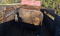 Tekirdağ’da kaçak hayvan sevkiyatına 102 bin lira ceza