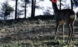 Tekirdağ’da tek boynuzlu karaca görüldü