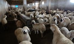 Babasıyla tartıştı, vadeli koyun alarak kendi sürüsüne sahip oldu