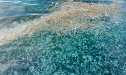 Hayrete düşüren görüntü: Binlercesi kıyıya vurdu