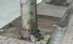 Çöp sandı servet çıktı! Gizemli 60 bin doların sahibi aranıyor