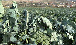 İzmir’in verimli tarım arazilerinde ’yeşil altın’ hasadı