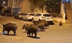 Kentin korkulu rüyası haline geldi! Sürüyle geziyorlar
