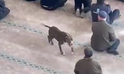 Camiye giren pitbull tedirginliğe neden oldu