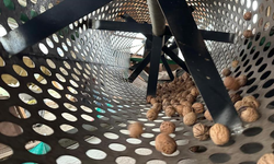 İnegöl'ün ceviz köyüne İstanbullular akın ediyor! Dönümü 500 bin liraya yok satıyorlar...