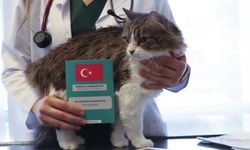 Kedi ve Köpek Sahiplerine Uyarı: Çip İçin Süre Doluyor