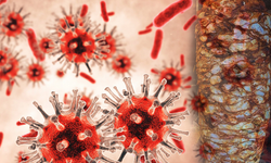 Et, Tavuk ve Yumurta Kaynaklı Tehlike: Her Yaş İçin Ölümcül Bakteri Uyarısı