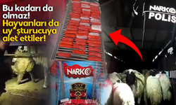 Bu kadarı da olmaz! Hayvanları da uy*şturucuya alet ettiler!