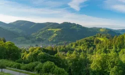 Mobilya devi iki ülkeden şehir büyüklüğünde orman satın aldı