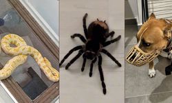 Jandarma Operasyonunda Evde Çok Sayıda Egzotik Hayvan Bulundu