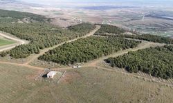 Katil vahşi cinayeti anlattı! Detaylar tüyler ürpertti: Önce boğmuş, sonra 2 gün üst üste yakmış