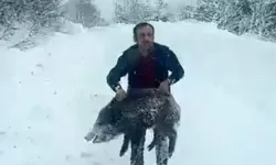 Sinop’ta yaban domuzu yavrusu yakalayan kişiye 15 bin lira ceza