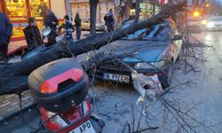 İnegöl’de lodos ağacı devirdi: Araçlar zarar gördü