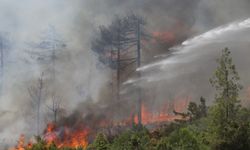 Bursa'da Orman Yangını Çıkaran Kundakçıya 15 Yıl Hapis İstemi