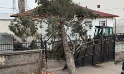 Bursa İznik'te dev ağaç okul bahçesine devrildi