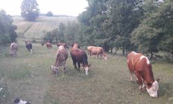 Bilecik'te şap alarmı: Hayvan giriş-çıkışları yasaklandı