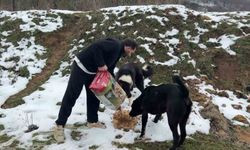 Uludağ'da aç kalan köpeklerin imdadına hayvanseverler yetişti
