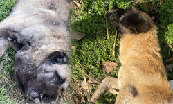 Bursa İnegöl’de tarlalık alanda 4 köpek ölü bulundu