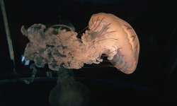 Denizanaları, uykunun yüz milyonlarca yıllık işlevini ortaya çıkardı