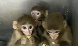 Bursa'da 3 makak maymunu koruma altına alındı