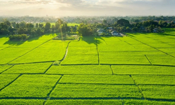 Bursa'da milyonluk arsa, tarla ve zeytinlikler satılığa çıkarıldı