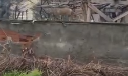 İnegöl’de şehir merkezine indi