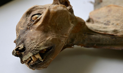 Suudi Arabistan çöllerinde mumyalanmış 7 nadir çita bulundu