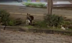 Tilki ağzında kediyle Bursa sokaklarında görüntülendi