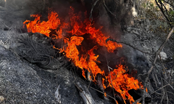 Bursa Mudanya'da kış ortasında çalı yangını