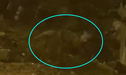 İnegöl’de mahalleye tilki indi! Şaşkınlık yaşadılar