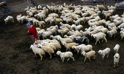 Bursa’da küçükbaş hayvancılığa büyük destek