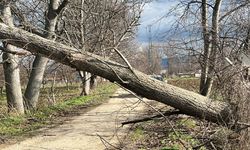Lodos ağacı devirdi; yol kapandı