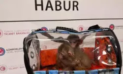 2025’te 85 bin 342 kaçak canlı hayvan ele geçirildi