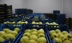 Bursa Kestel'e 400 milyon liralık dev meyve tesisi kuruluyor