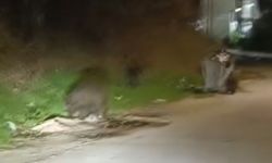 Bursa Nilüfer'de aç kalan domuz sürüsü şehre indi