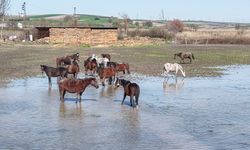 Bursa'da artan yağışlarla milyonluk yarış atlarının yaşadığı yerler su altında kaldı