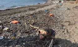 Ayvacık'ta ölü caretta caretta sahile vurdu
