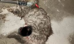 Ayvacık'ta otomobilde sıkışan kedi kurtarıldı