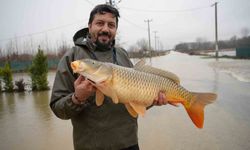 Meriç Nehri'nin taşmasıyla bazı vatandaşlar tarlasında canlı sazan balığı yakaladı