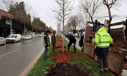 Sakarya'da 3 ayda 2 bin 500 ağaç dikildi