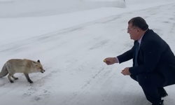 Artvin Şavşat Belediye Başkanı aç kalan tilkiyi elleriyle besledi
