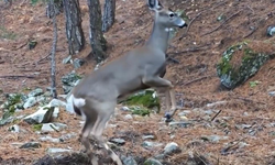 Uludağ’da karaca fotokapana yansıdı: Yaban hayatı büyüleyici görüntülerle kaydedildi