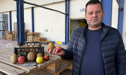 Bursa İznik'te yetiştirilen dev kiviler rekor kırdı! Avrupa'nın dikkatini çekti