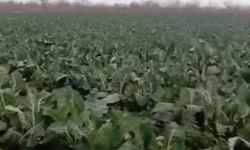 Şubat Yağmurları Bursa’da Tarım Arazilerine Zarar Verdi