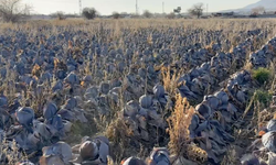 Pazarda tanesi 80 lira; çiftçiden 5 liradan almak istediler